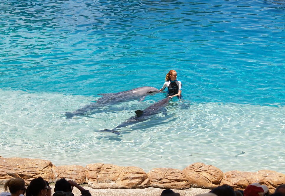 Sea World Dolphins near the Australian Pacific College, Gold Coast Campus, QLD