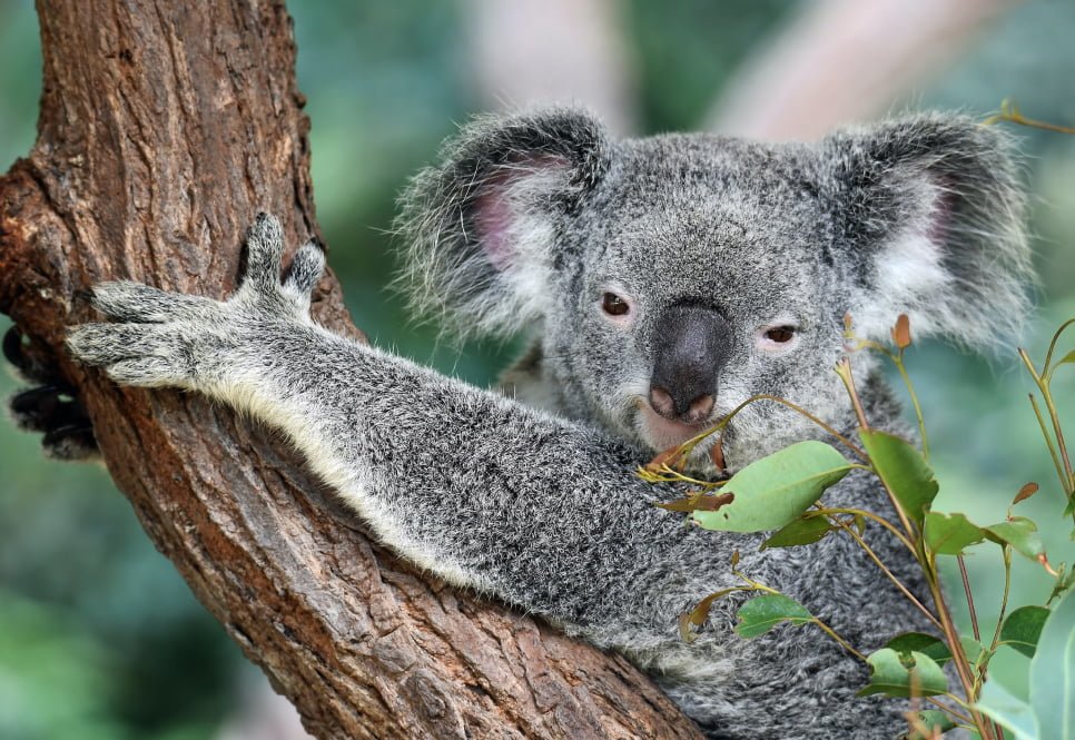 An Australian Koala captured by an Australian Pacific Collage Student