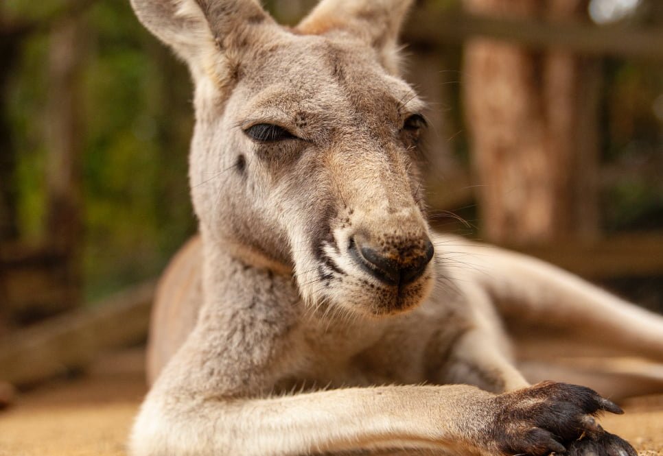 A an image of a Kangaroo sitting quietly